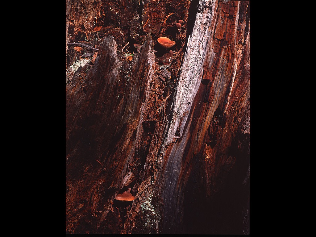 1 - False Chanterelle mushroom along the Cascade River, Minnesota (9/1980)